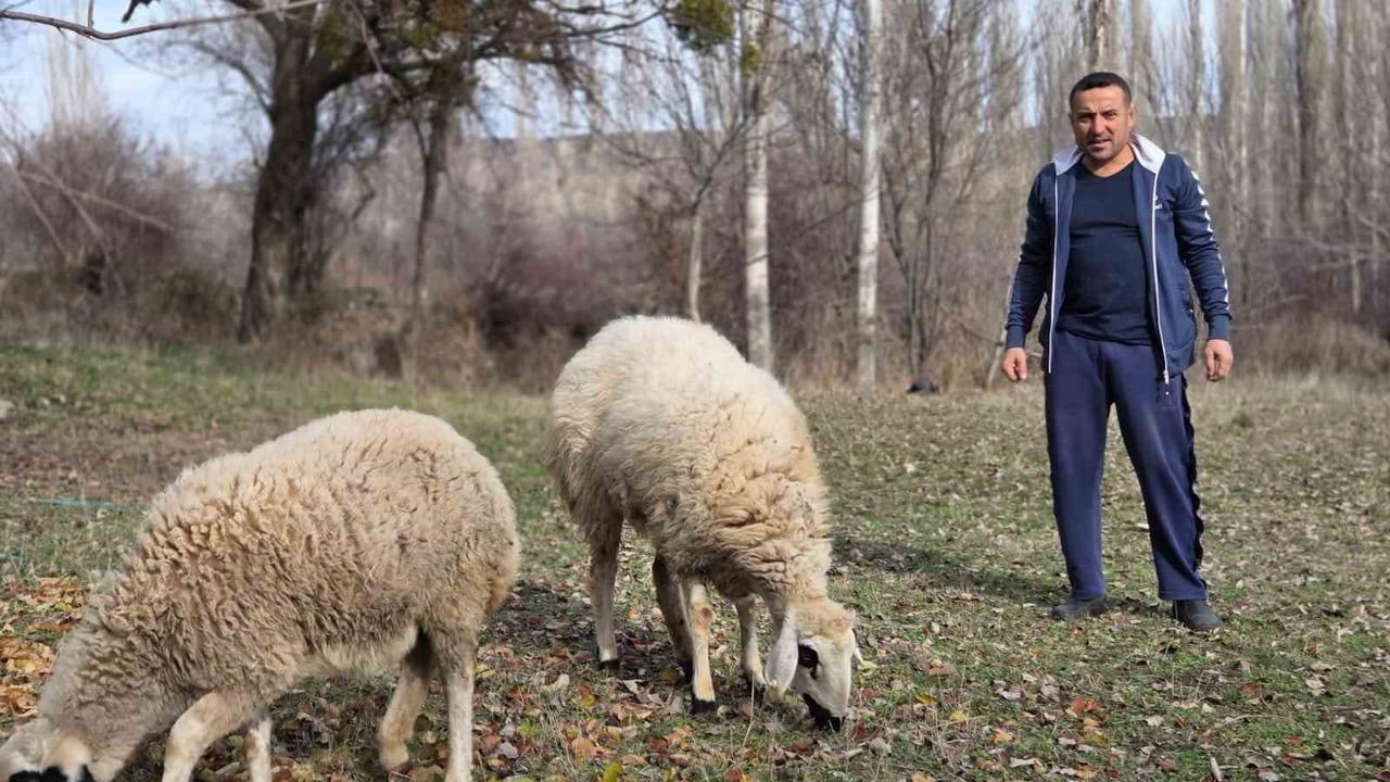 Koyunlarına Antrenörlük Yapan Emekli Erol Önal