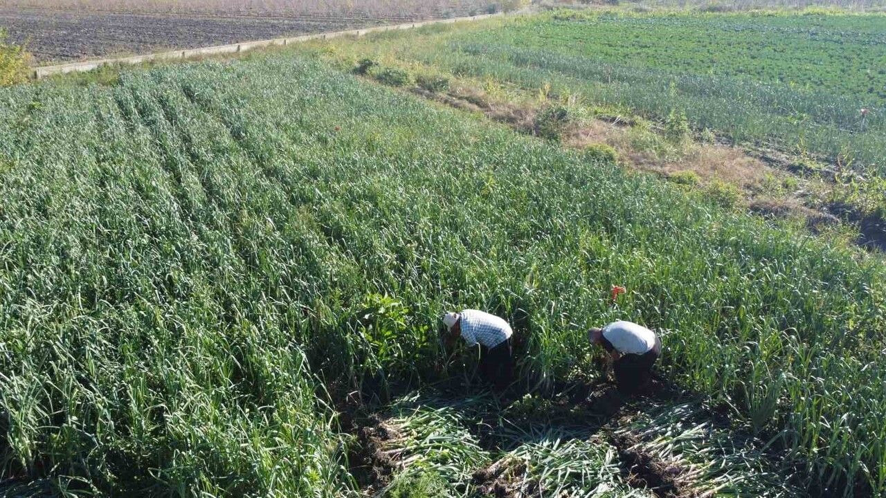 Kozan'da pırasa hasadı başladı: Tarlada 20-22 TL'den alıcı buluyor