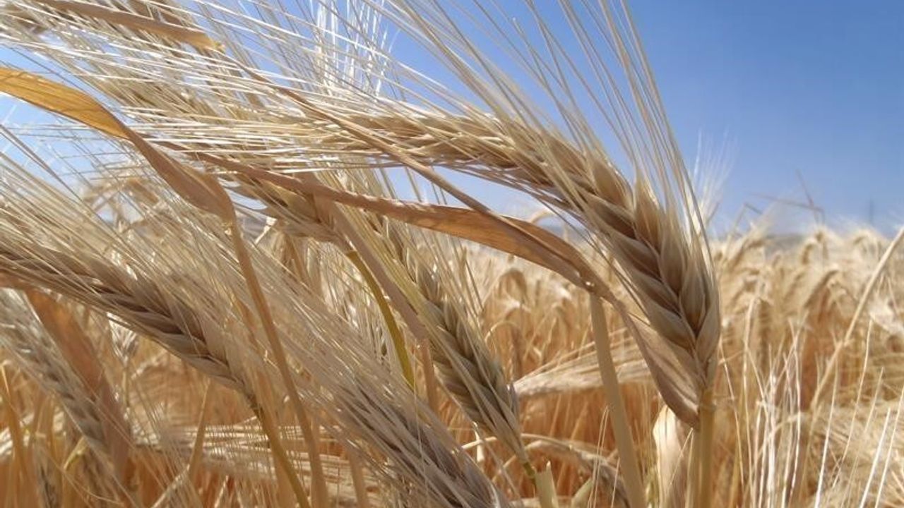 Kuraklık Arpa Ekimini Artırdı: TMO'nun Ekim 2025 Değerlendirmesi