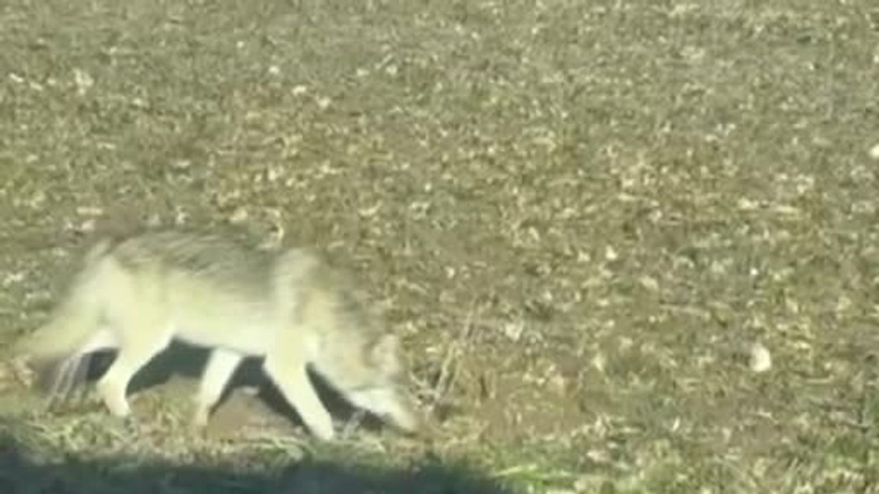 Kurtlar Yerleşimlere İndi: Uzman Kangal'ı Çözüm Olarak Gösterdi