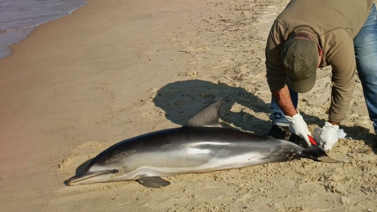 Kuşadası Güzelçamlı'da Tırtak Yunusu Karaya Vurdu