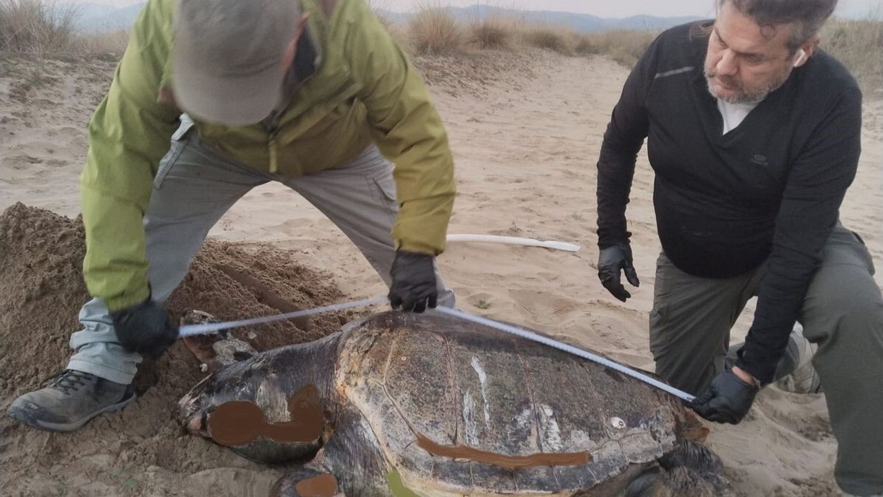 Kuşadası'nda 3 Deniz Kaplumbağası Ölü Bulundu: Caretta ve Yeşil Türleri
