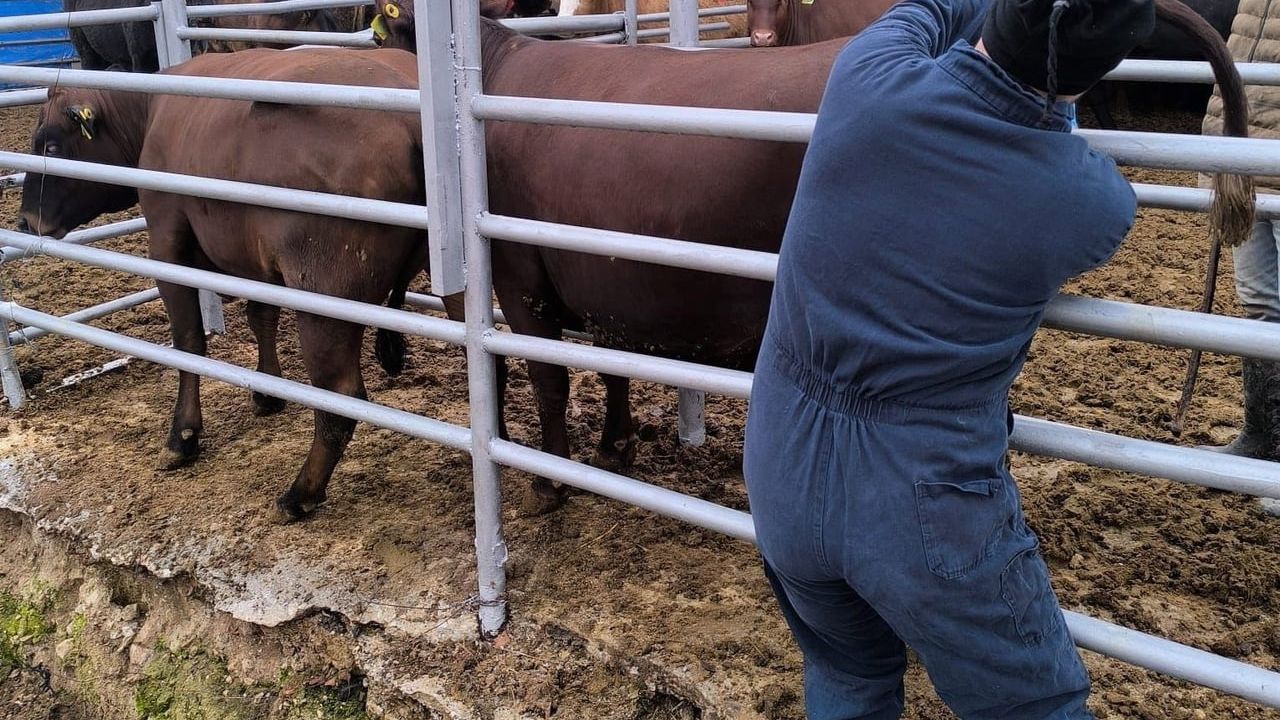 Kütahya'da Brezilya'dan Gelen İthal Gebe Düveler Sağlık Kontrolünden Geçti