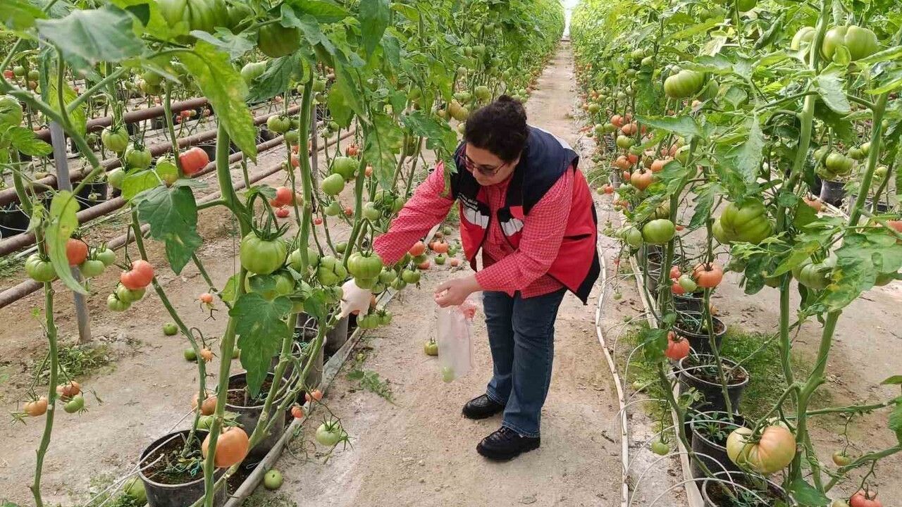 Kütahya’da Hasat Öncesi Pestisit Denetimi: Simav Sera Alanlarından Domates Numunesi Alındı