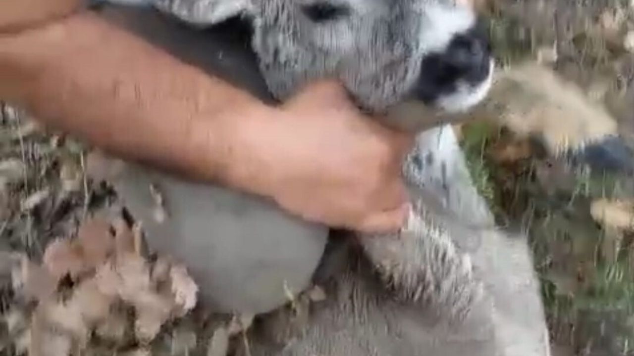 Kütahya'da Su Kanalına Düşen Karaca Tünele Girmeden Kurtarıldı