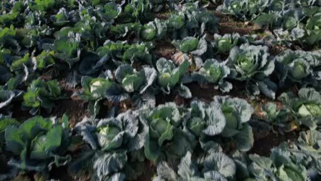 Lahanada Fiyat Şoku: Tarlada 40-50, Pazarda 150-200 Lira