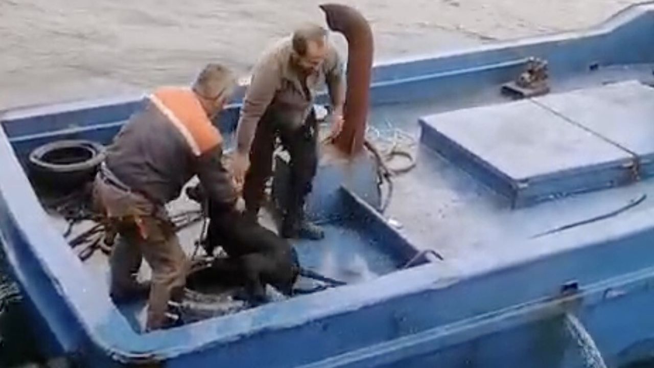 Lapseki'de Denize Düşen Köpeği Balıkçılar Kurtardı