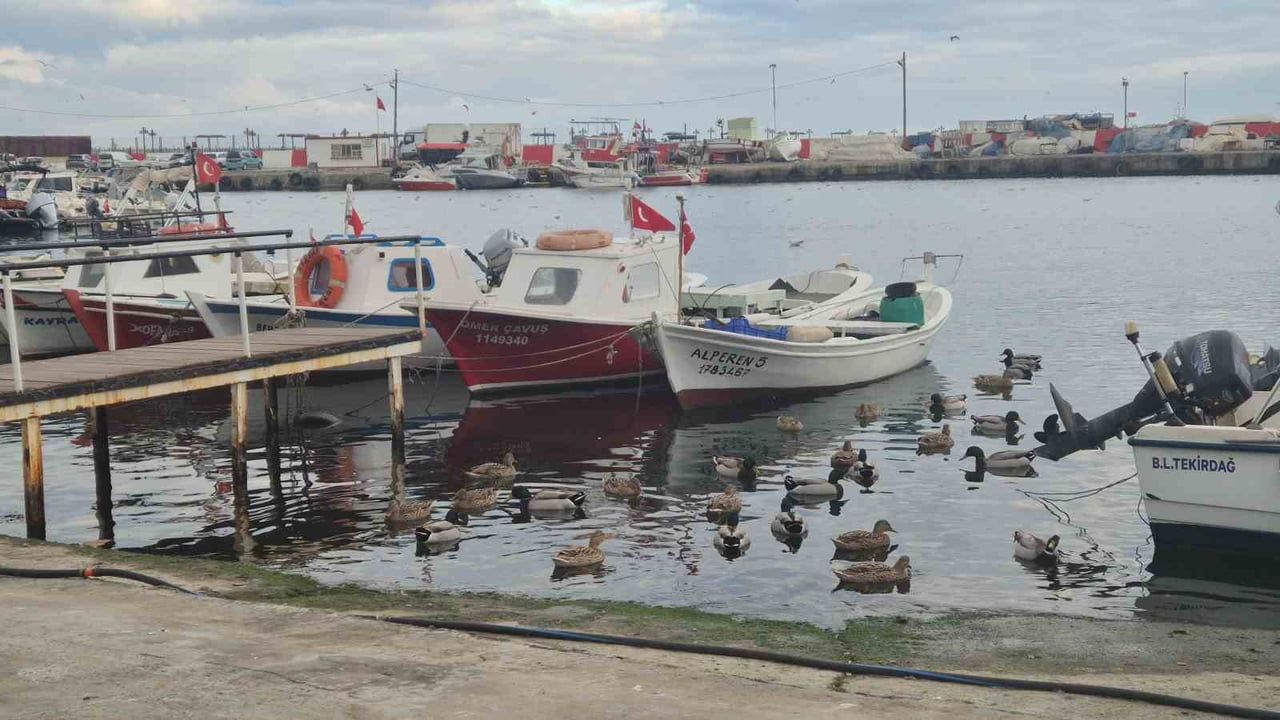 Limanın Maskotu: Tekirdağ Süleymanpaşa'da 150 Ördek