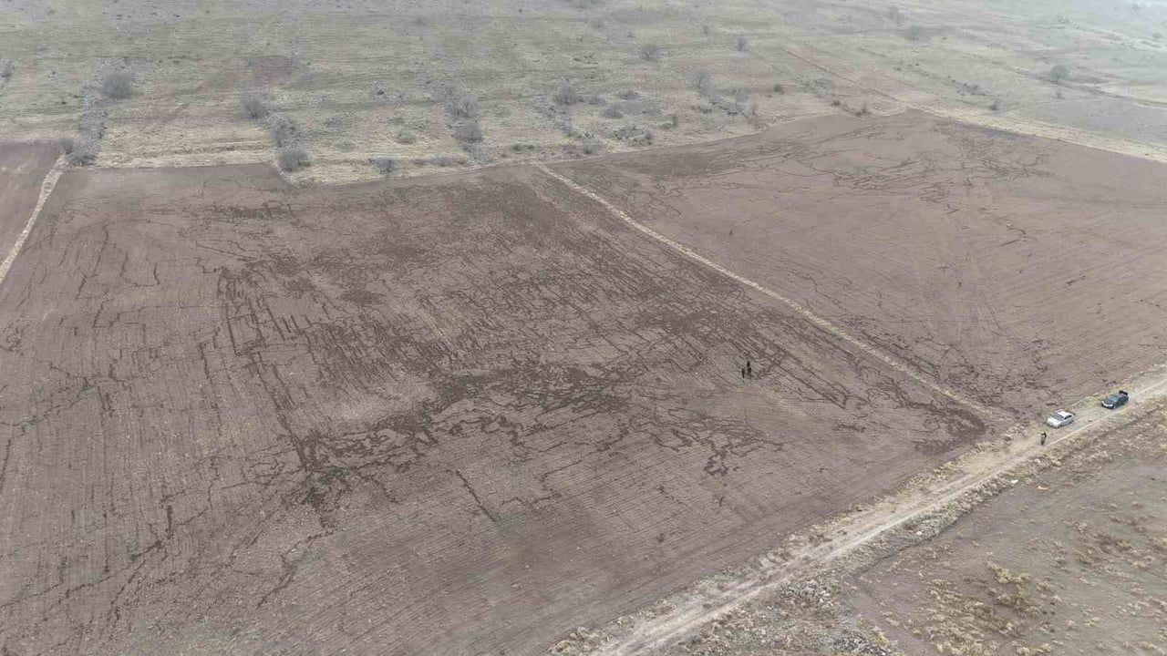 Madenşehir’de Yaban Domuzları Arpa ve Buğday Tarlasını Tahrip Etti