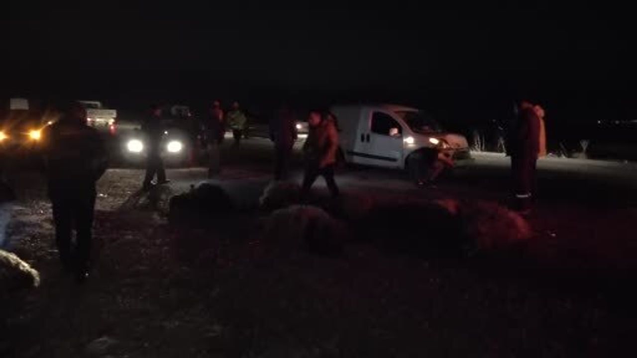Malatya'da hafif ticari araç küçükbaş sürüsüne çarptı: 10'dan fazla koyun telef oldu
