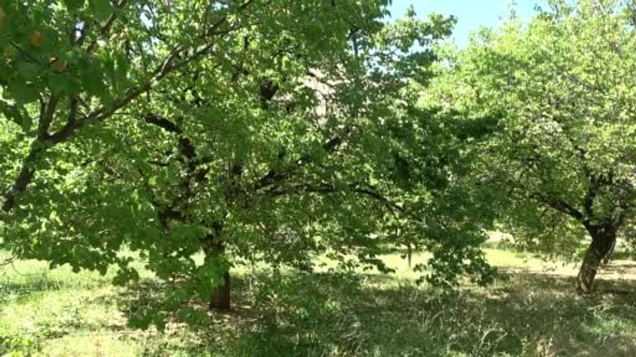 Malatya'da Kuru Kayısı İhracatı: 45 Bin Ton, 275 Milyon Dolar Gelir