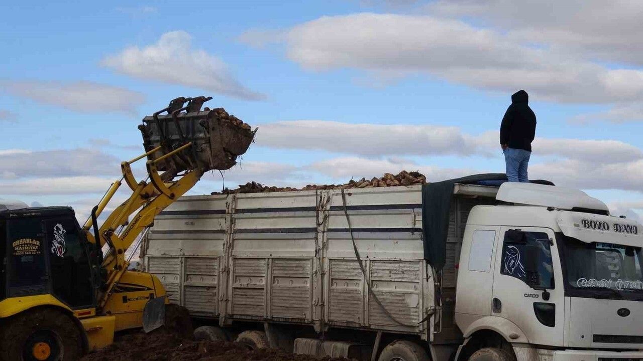 Malatya'da Şeker Pancarı Hasadında Yüksek Verim Üreticiyi Güldürdü
