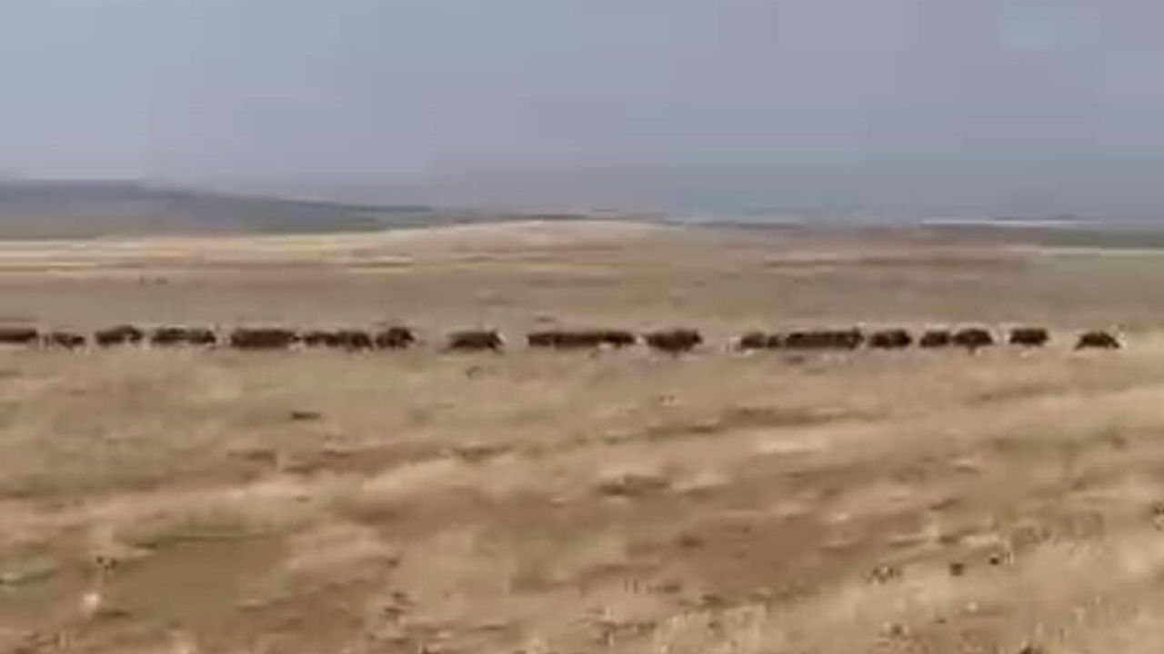 Malazgirt'te Dev Yaban Domuzu Sürüsü Nurettin Köyü'nde Görüntülendi