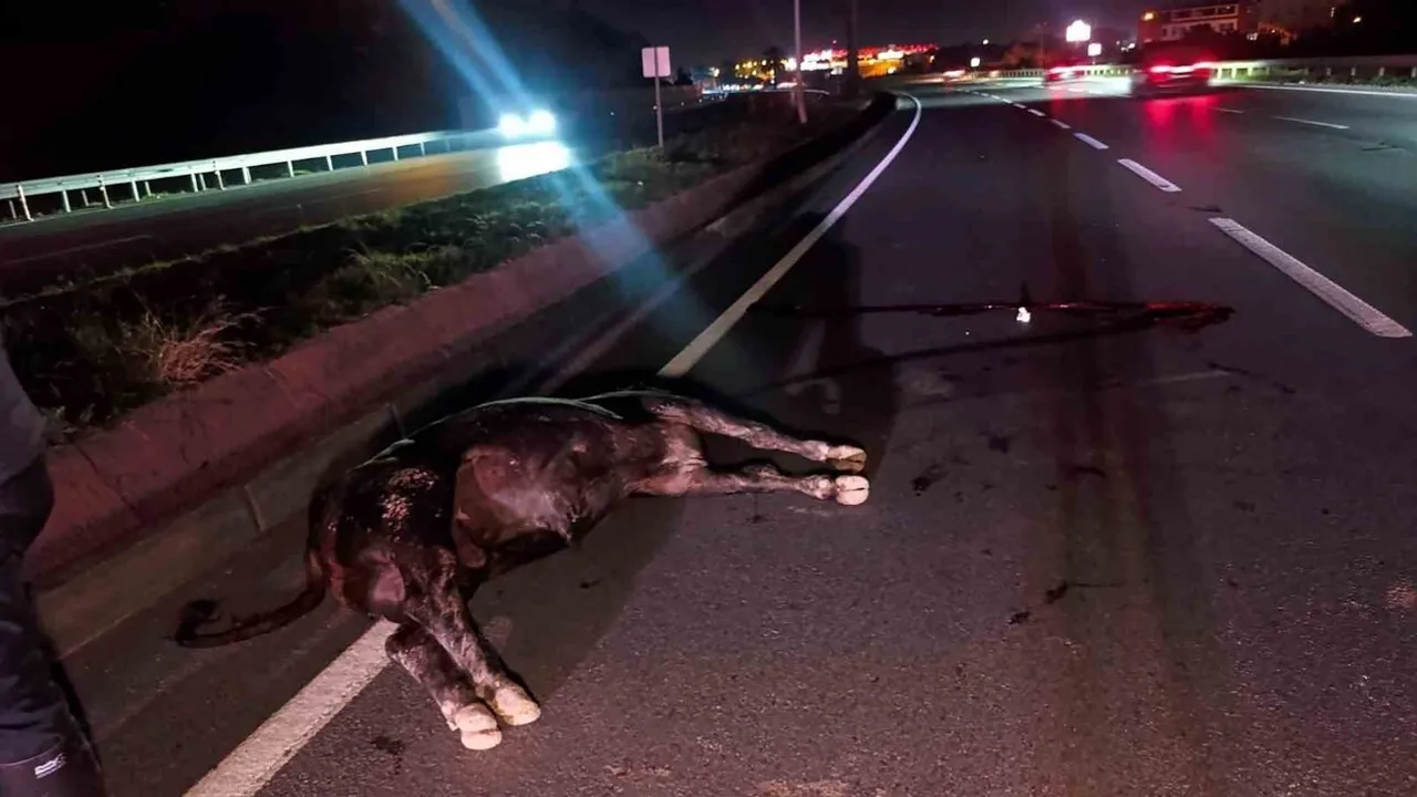 Manavgat'ta D-400'de Ağıldan Kaçan İnek Trafikte Paniğe Neden Oldu, Telef Oldu