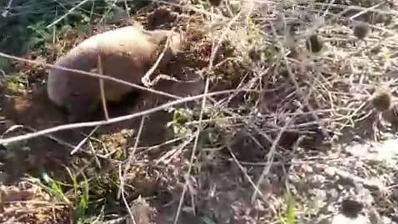 Manisa'da Nadir Köstebek Cep Telefonuyla Görüntülendi