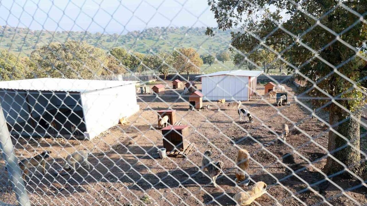 Manisa'da Sahiplenen İki Köpeği Sokağa Bırakan Kişiye 172 bin 716 TL Ceza