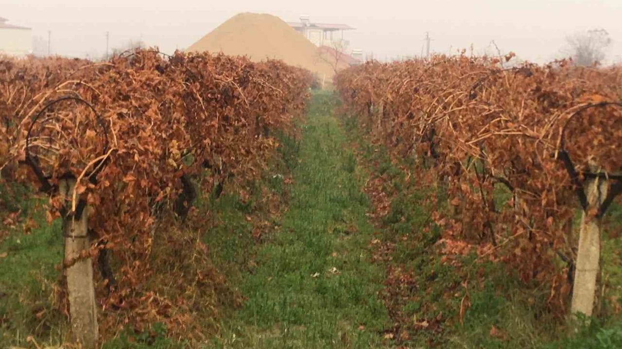Manisa Sarıgöl'de Sağanak Yağmur Çiftçileri Sevindirdi
