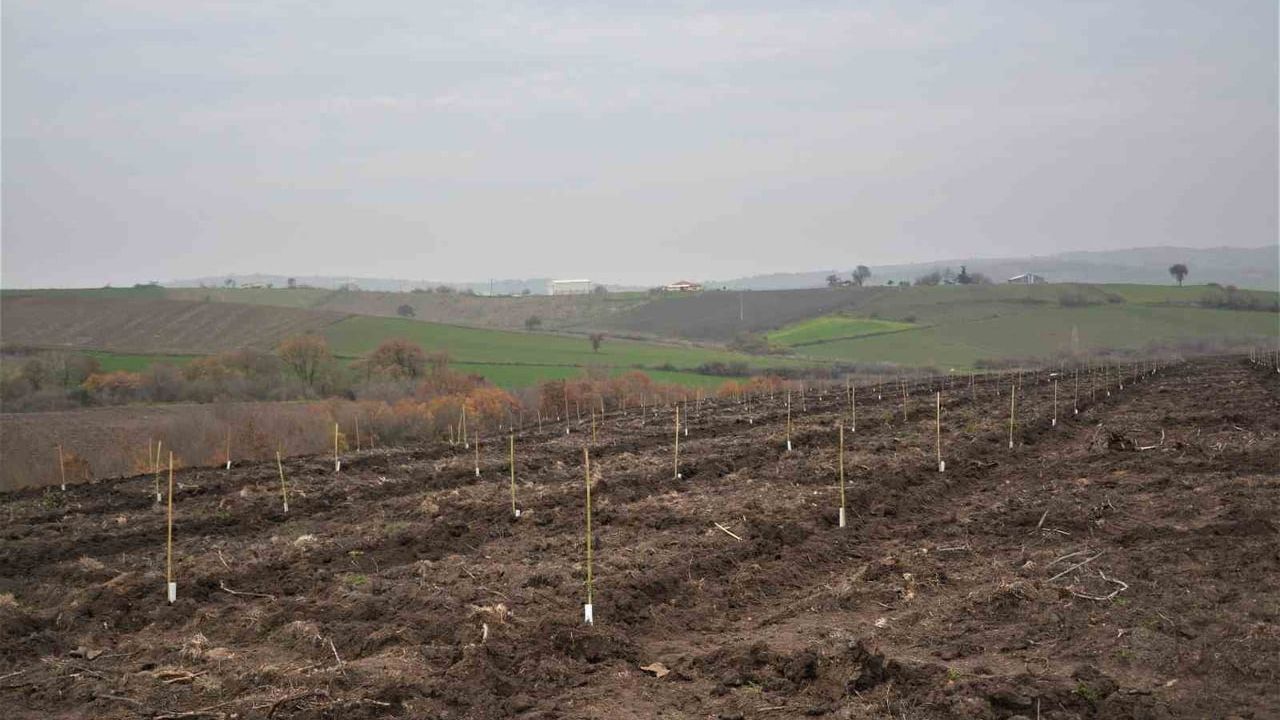 Manyas’ta Orman Köylüsüne Gelir Getirici Badem Ağaçlandırması