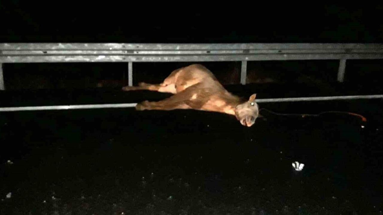 Mardin'de Otomobilin Çarptığı At Telef Oldu: 34 RZ 8035