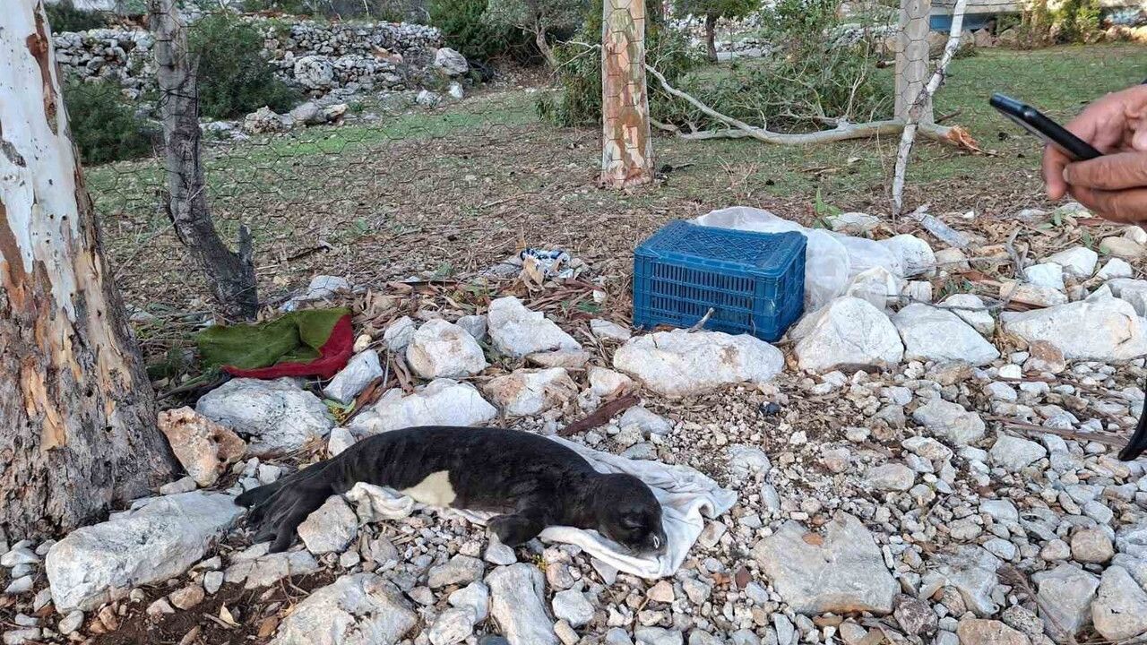 Marmaris'te Fırtına Sonrası Kıyıya Vuran Yavru Akdeniz Foku Kurtarıldı