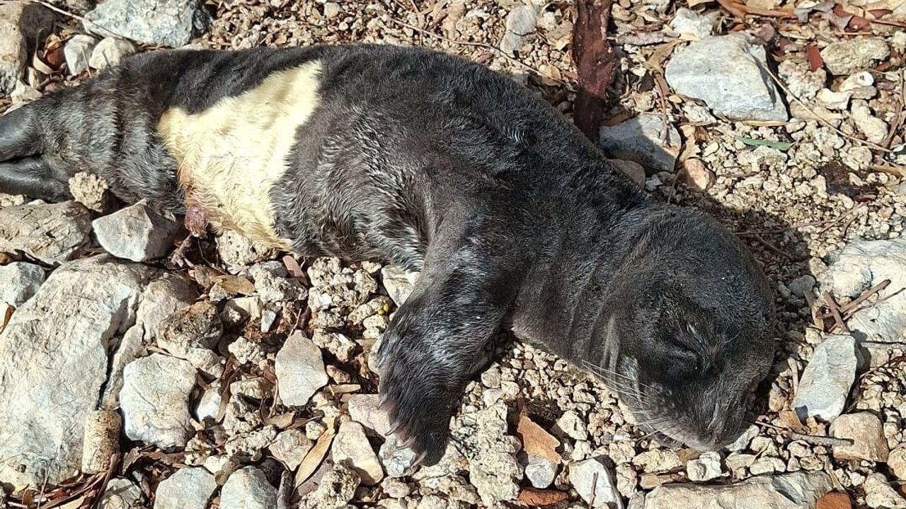Marmaris'te Yavru Akdeniz Foku Kurtarıldı — Balıkçıların Şefkati