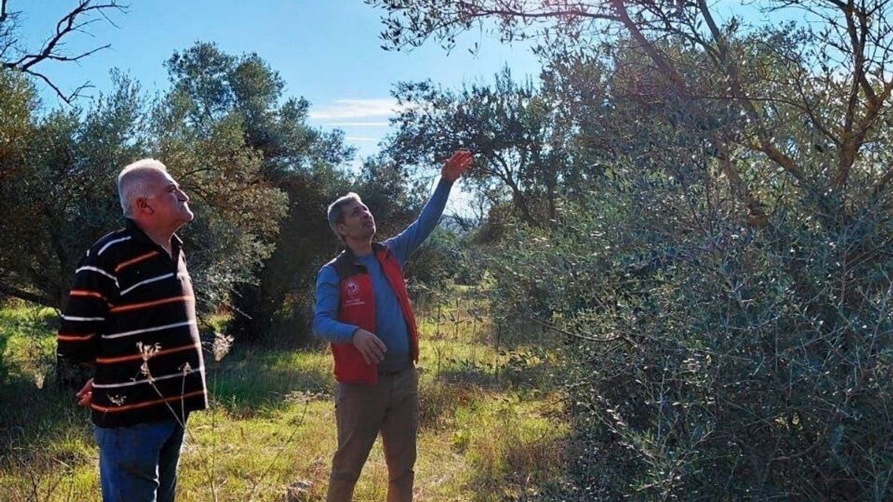 Menteşe'de Zeytin Üreticilerine Bilgilendirme ve Sıkı Kontroller