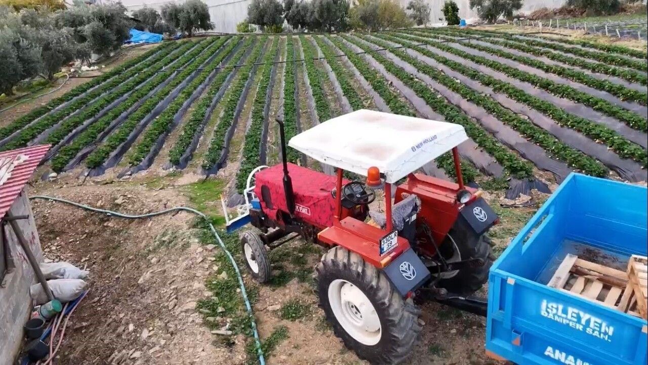Mersin Anamur'da Kış Çilek Hasadı: Bahçede Kilosu 130 TL