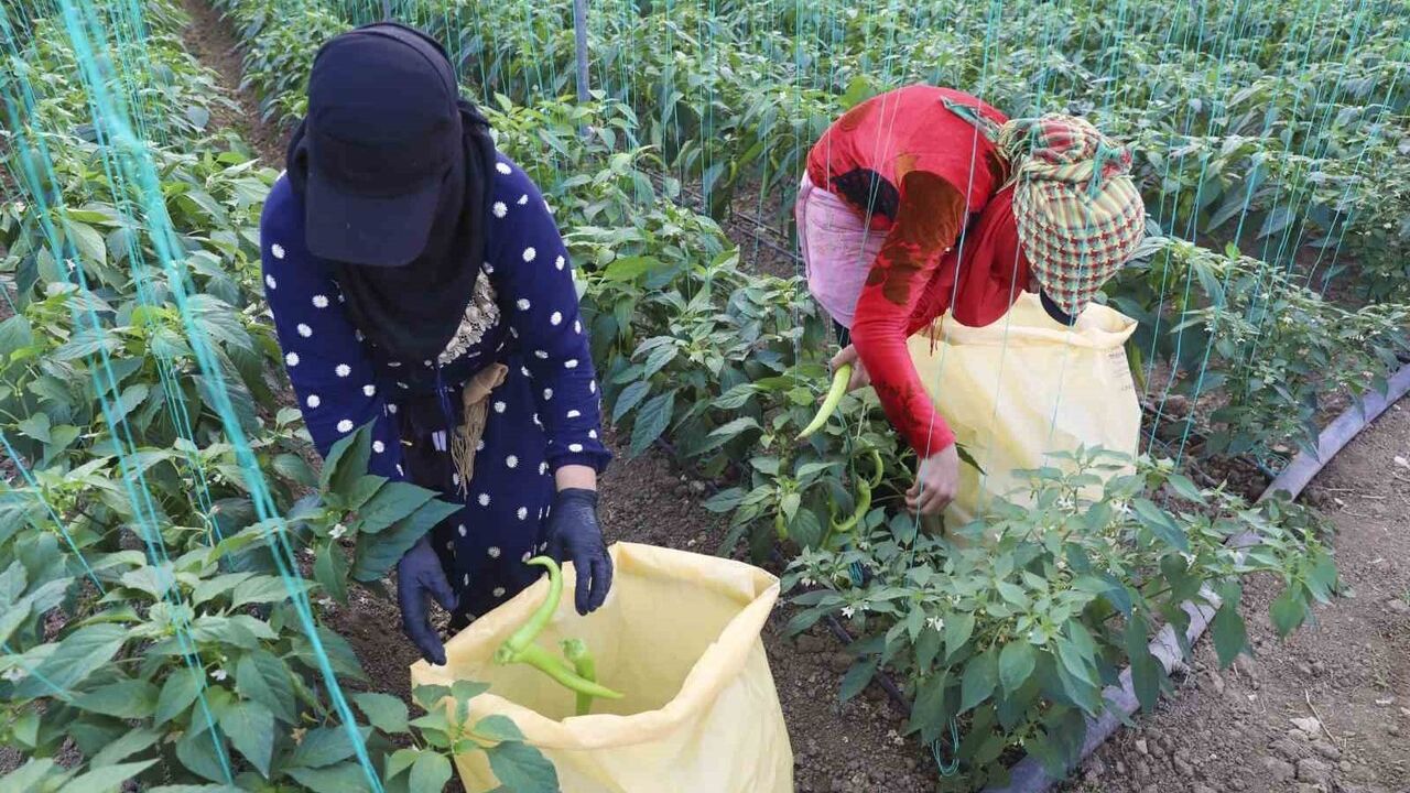 Mersin Büyükşehir'den Üreticilere Sera İpi ve Yapışkan Tuzak Desteği