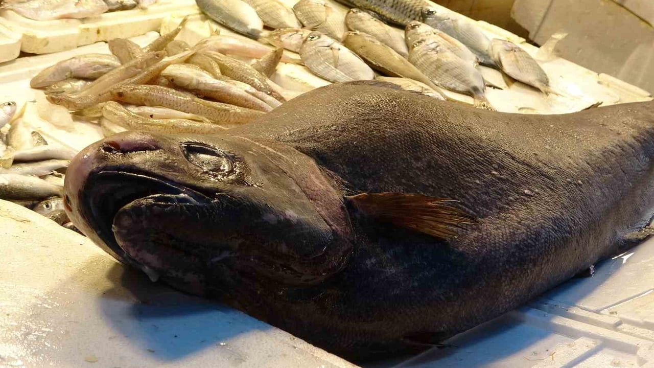 Mersin'de 1,5 Metrelik Nadide 'Atlas Balığı' Görücüye Çıktı