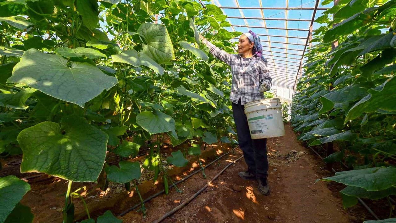 Mersin’de Yüzde 70 Hibe ile Dağıtılan Hıyar Fideleri Aydıncık’ta Hasada Başladı