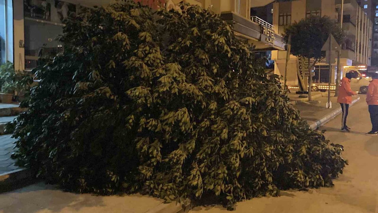 Mersin Erdemli'de Şiddetli Rüzgar: Ağaç Devrildi, Biri Kırıldı