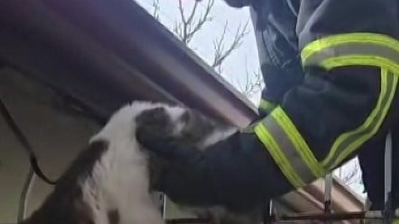 Merzifon'da demir korkuluğa saplanan kedi itfaiye ekiplerince kurtarıldı