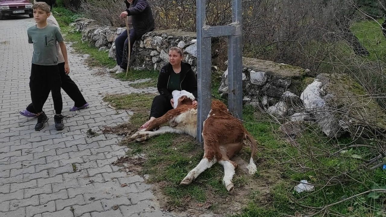 Milas'ta Aydınlatma Direğine Sıkışan Buzağı İtfaiye Tarafından Kurtarıldı