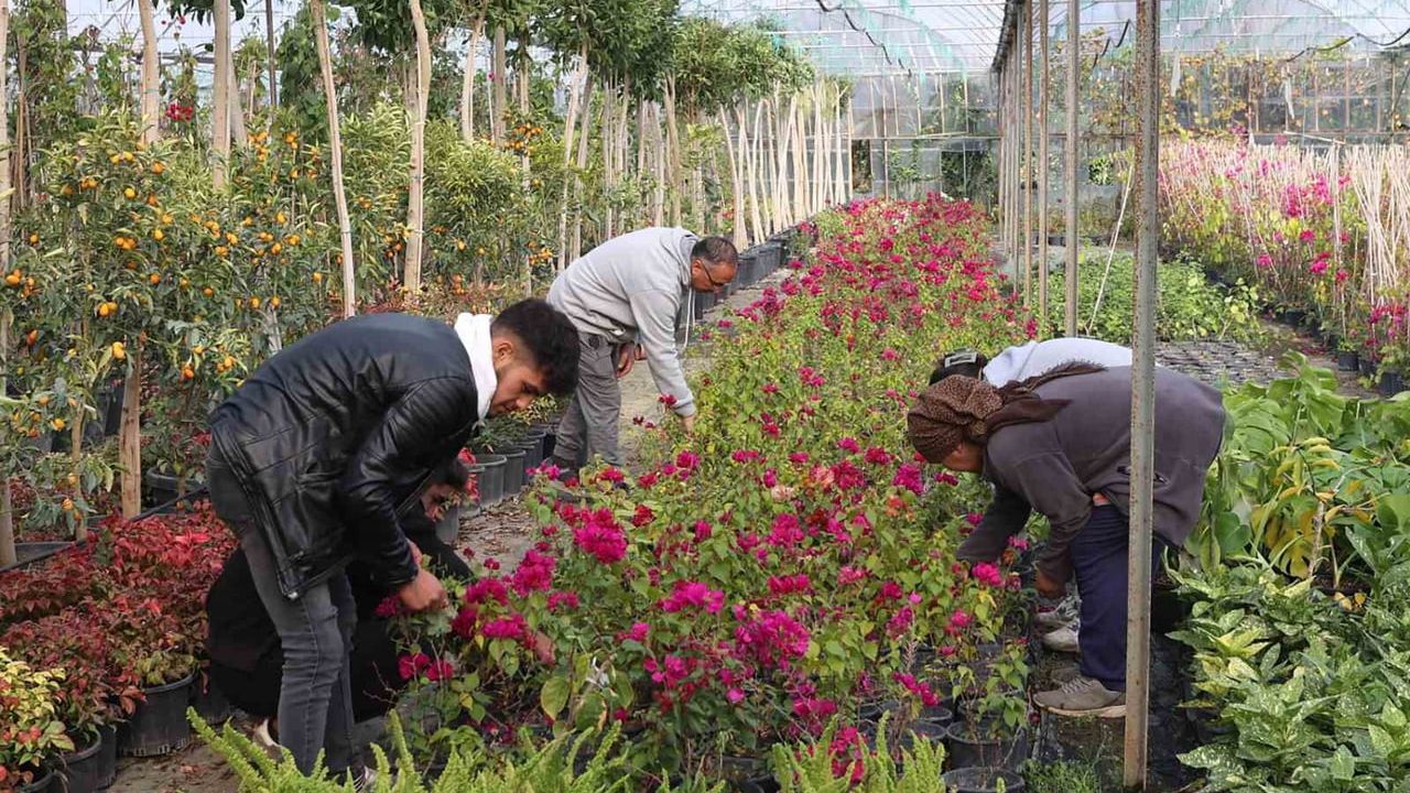 Muğla Büyükşehir’in Beyobası'nda Alım Garantili Süs Bitkisi Projesi — 28 Milyon Üretimle Yerel Kalkınma