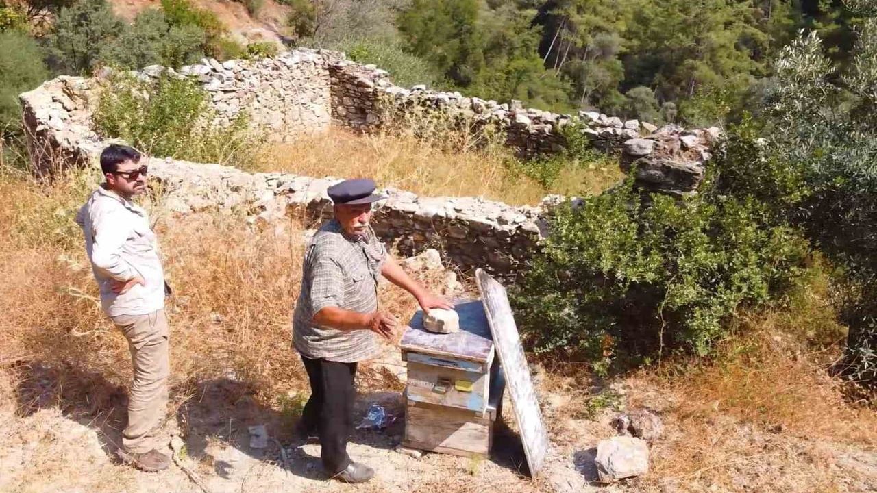 Muğla'da Arı Avluları Yangın Sonrası Yeniden Hayat Buluyor