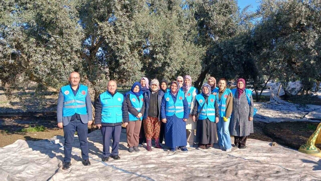 Muğla Yatağan'da Zeytin Hasadı ve Bereket Duası
