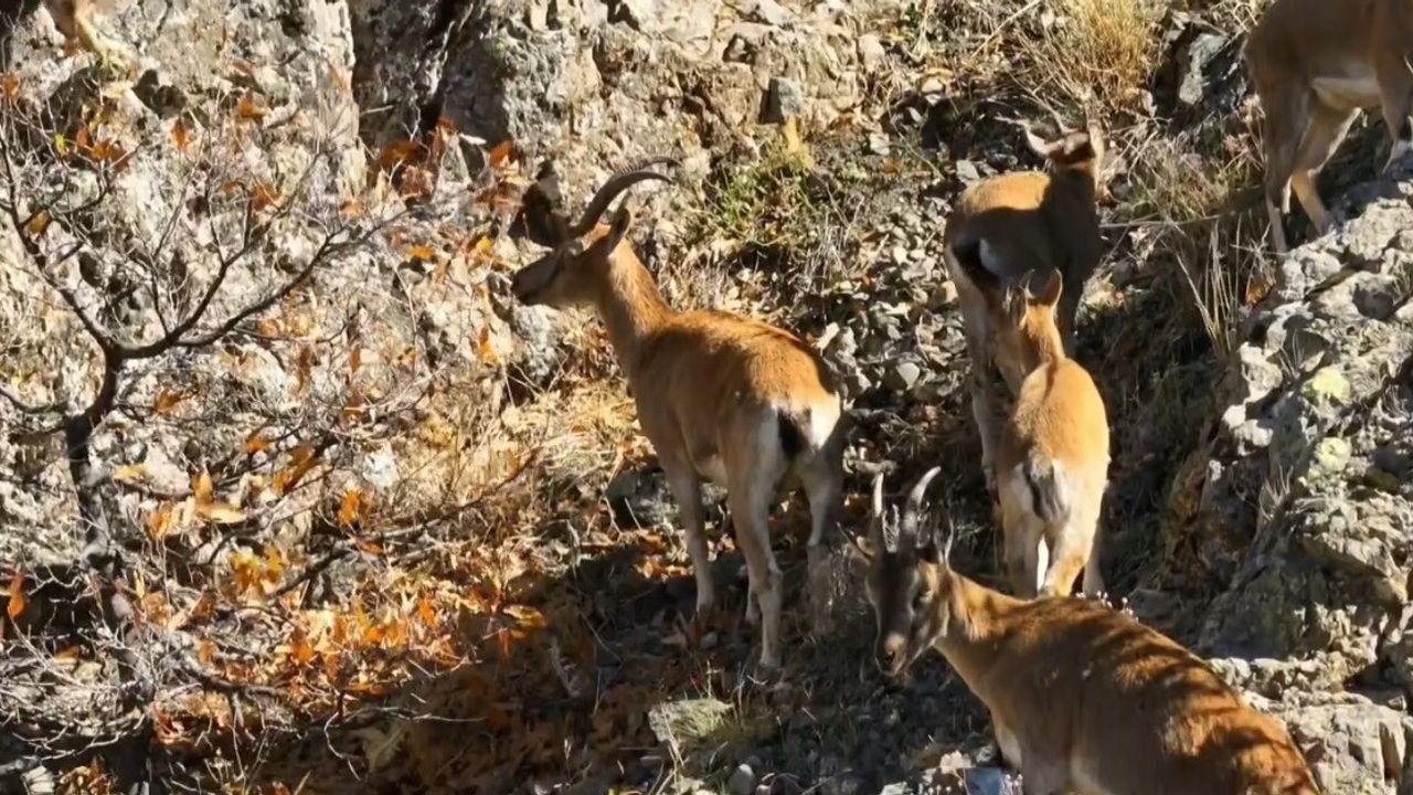 Munzur'da Drone ile Yaban Keçileri — Erzincan'ın Sarp Kayalıklarında