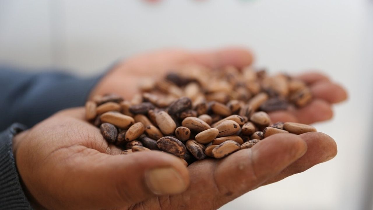 Muradiye Fidanlığı 2025'te 4 milyon 200 bin fidan üretti