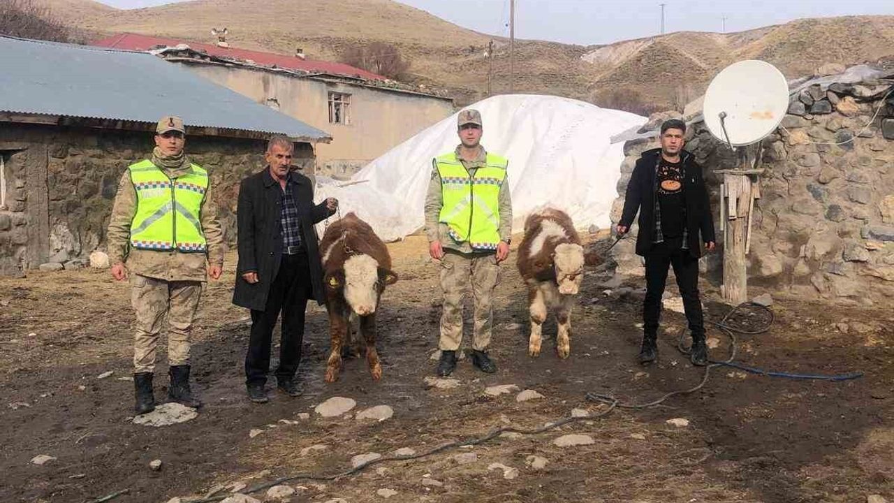 Muş'ta çalınan 2 büyükbaş jandarma operasyonuyla bulundu