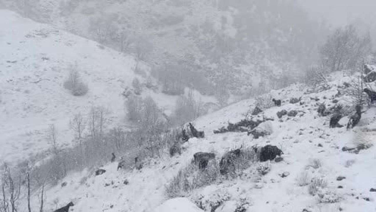 Muş'ta Kar Etkisi: Besiciler Yüksek Rakımlarda Zor Anlar Yaşadı