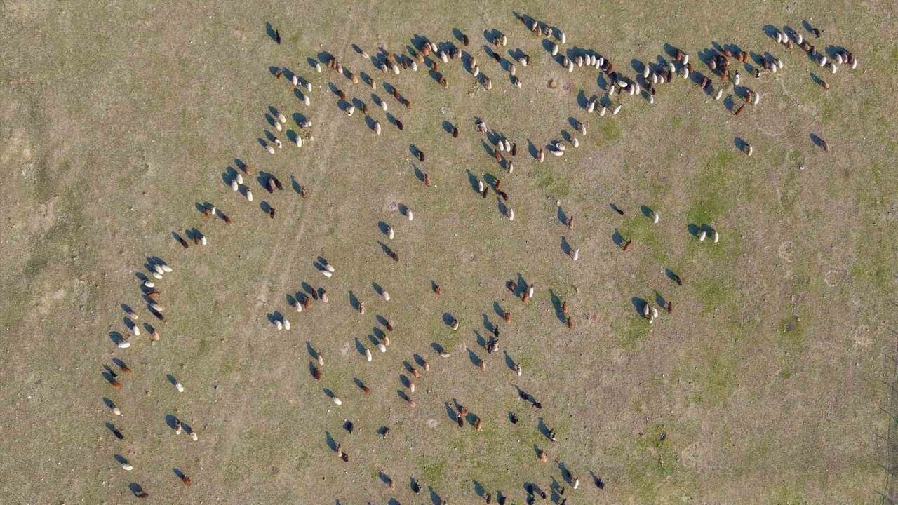 Muş’ta Kar Yağmaması Besicilerin Yem Giderlerini Düşürdü
