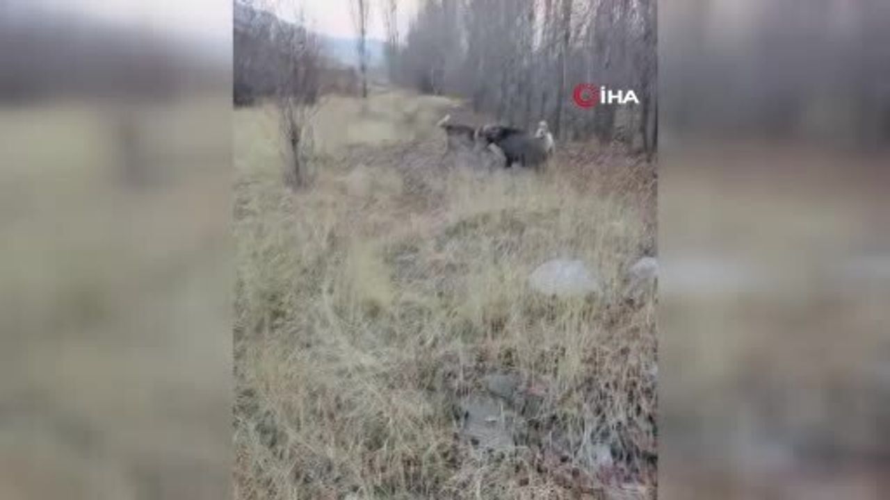 Muş'ta Yaban Domuzu ile Çoban Köpeklerinin Kovalamacası Kamerada