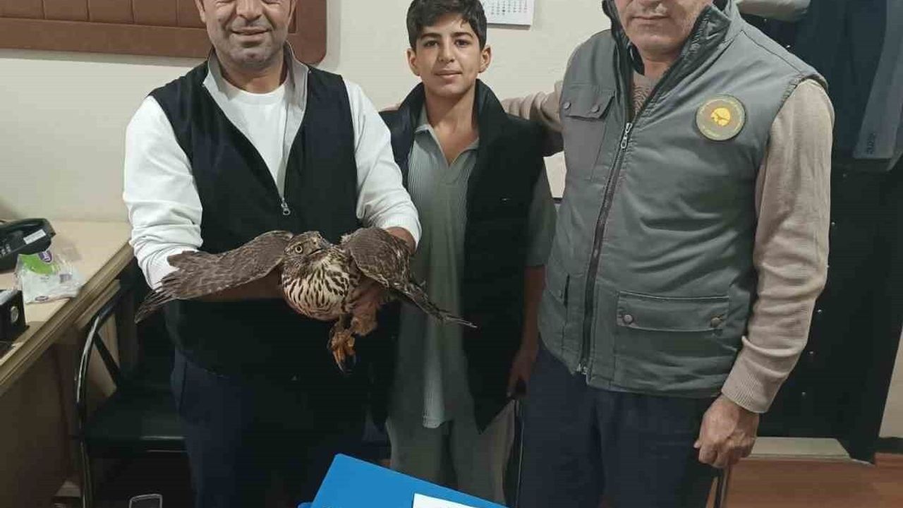 Muş'ta Yaralı Şahin DKMP'ye Teslim Edildi