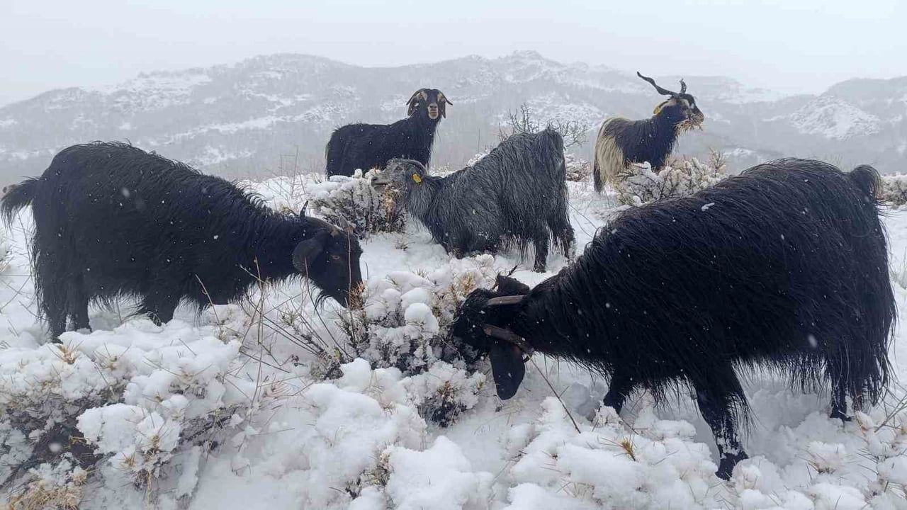 Muş'ta Yüksek Rakımlarda Kar Etkili: Besiciler Hayvanlarıyla Zor Anlar Yaşadı