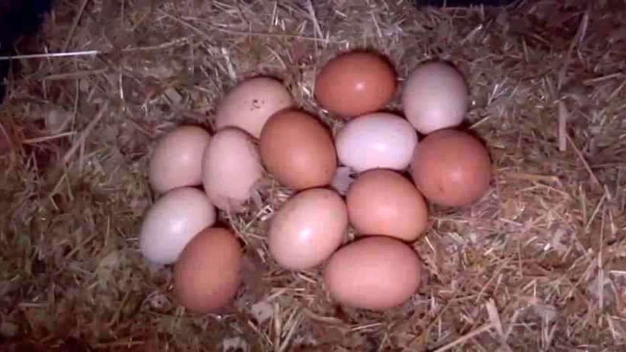 Müzikli terapiyle yumurta verimi arttı: Kars'ın Bulanık'ında üretici deneyi