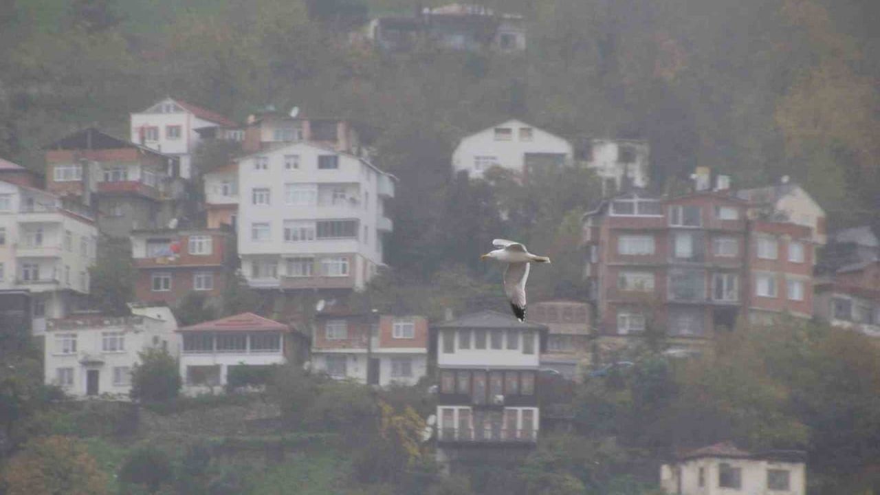 Ordu'da Boztepe'de Sis Güzelliği: Teleferik ve Kuşlar Görsel Şölen