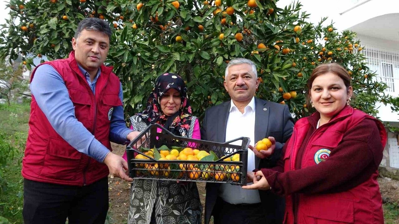 Ordu'da Narenciye Hasadı Başladı: Perşembe'de 80 Ton Mandalina