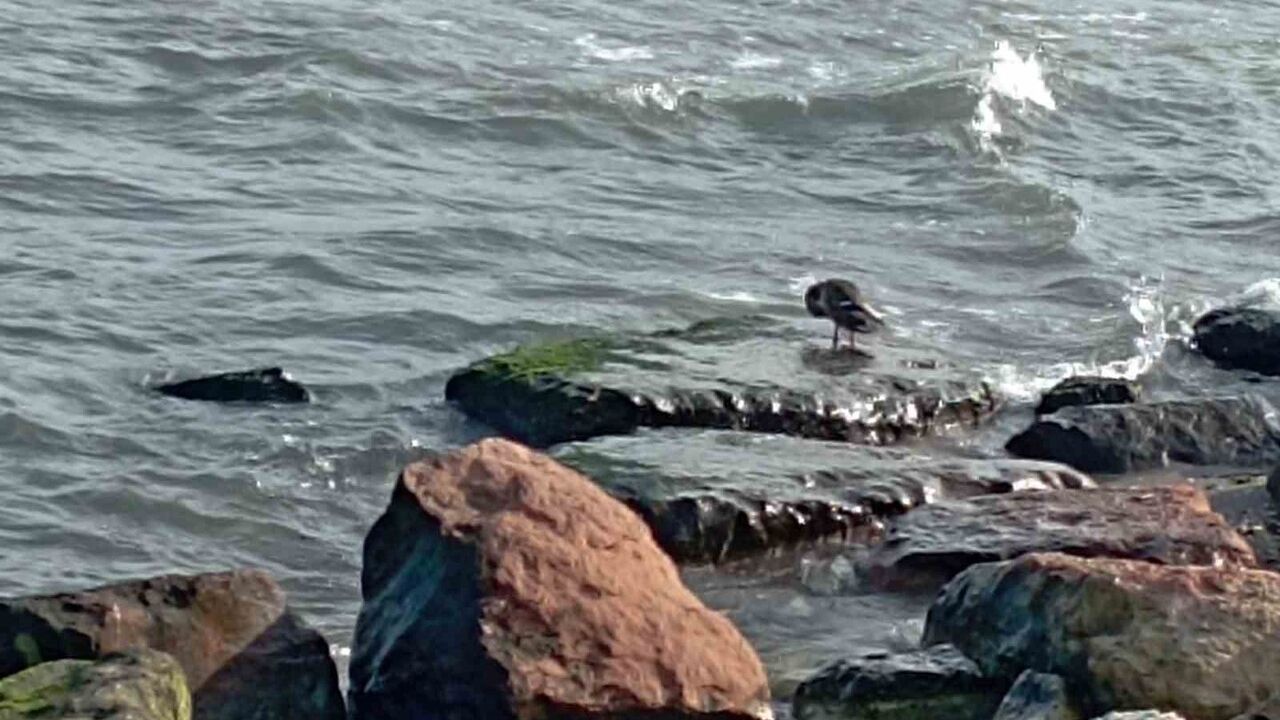 Ordu Ünye'de 11 Yaban Ördeği Sahil Şöleni