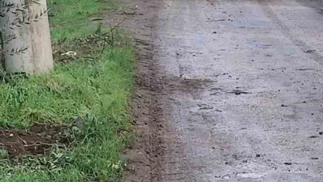 Orhangazi'de Zeytinlik Soygunu: 500 Kilo Zeytin Çalındı