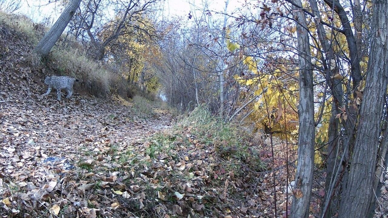 Ormanın Hayaleti Erzincan'da: Nesli Tehlikedeki Vaşak Kamerada